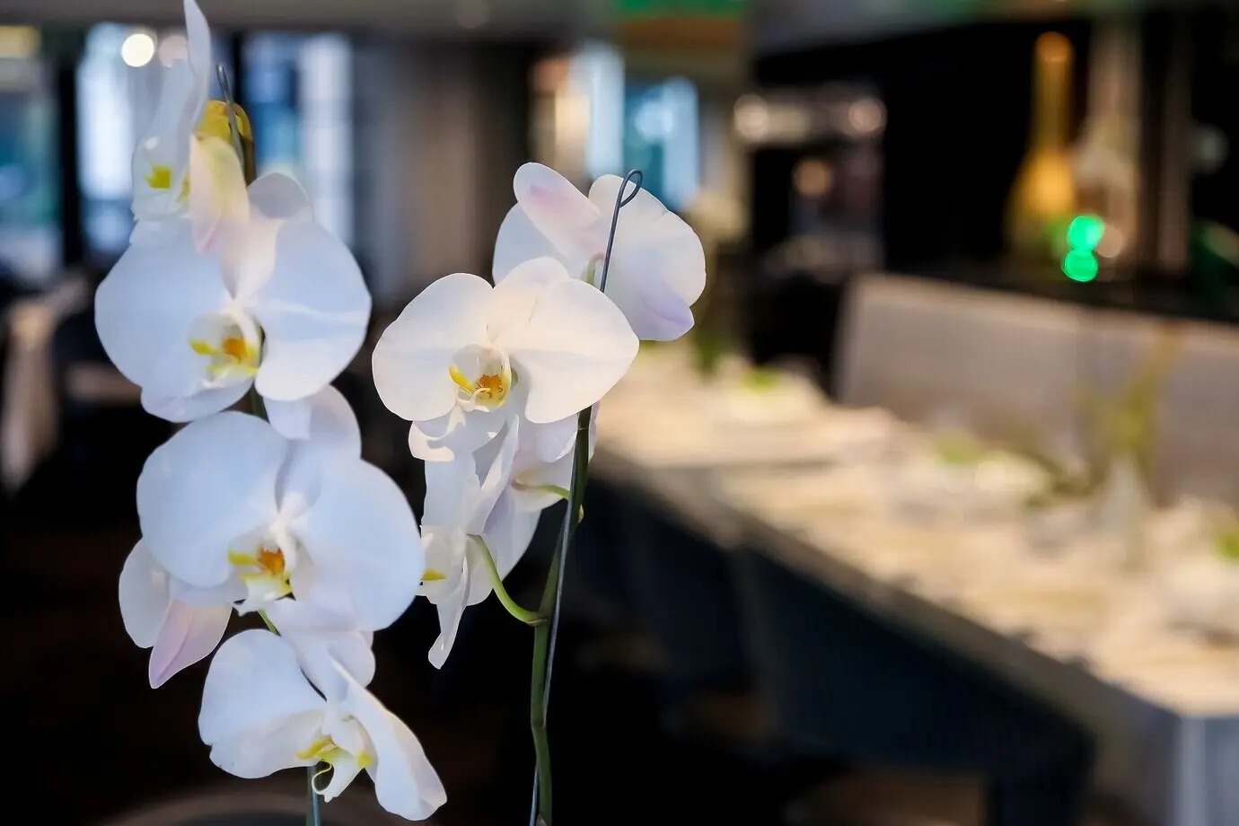 Nahaufnahme schöner weißer Orchideen in einem Veranstaltungsort.